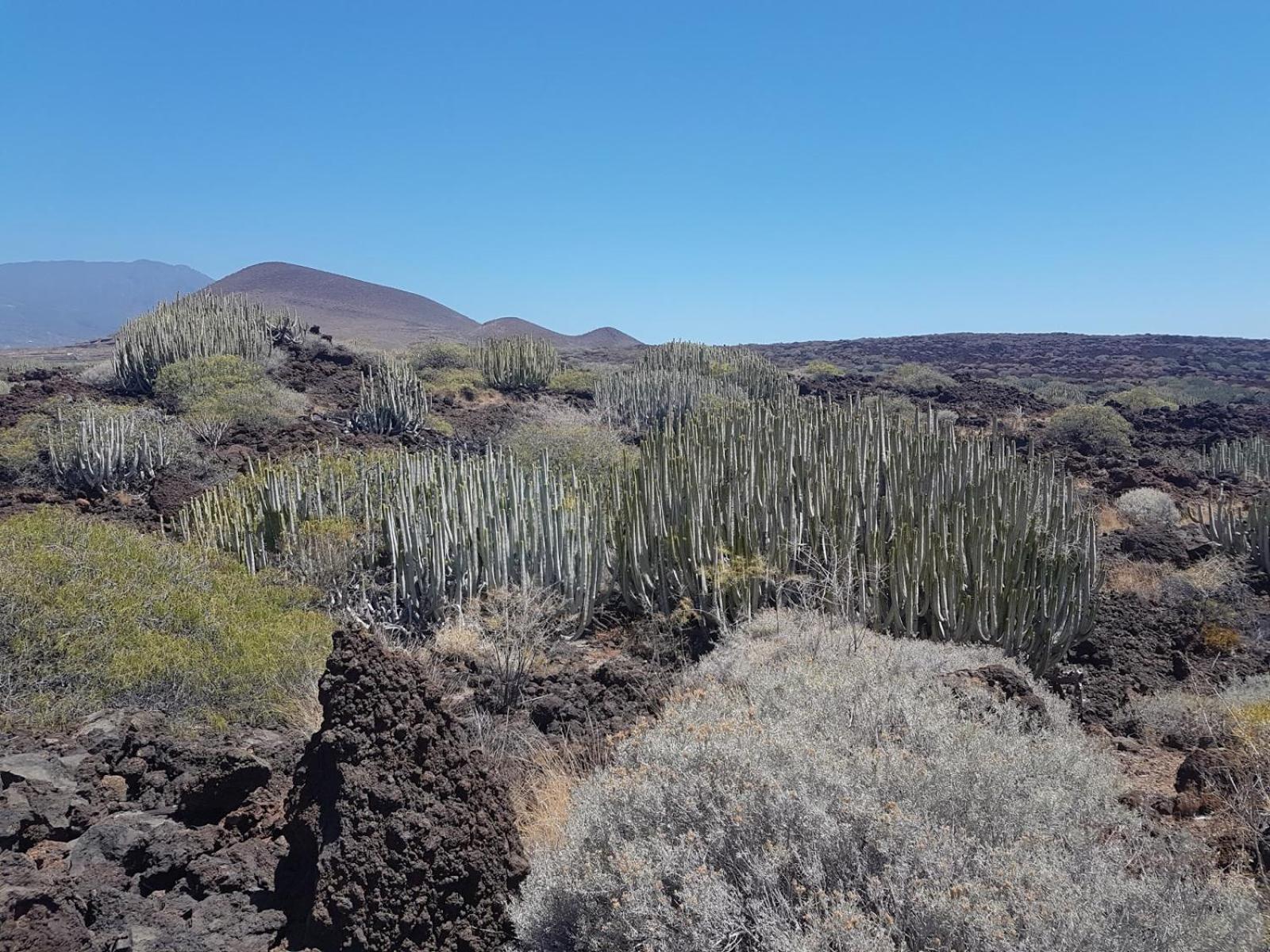 Las Palmeras Puertito de Guimar Kültér fotó